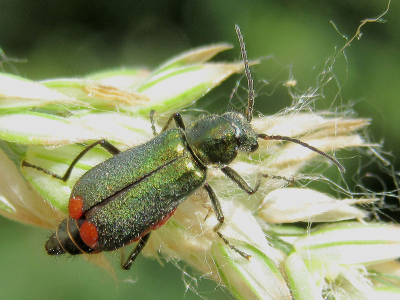 Malachiidae:  Malachius cfr. australis